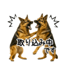 シェパード★毎日使えるパパっと返信♪（個別スタンプ：12）