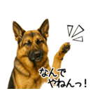 シェパード★毎日使えるパパっと返信♪（個別スタンプ：13）