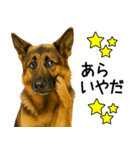 シェパード★毎日使えるパパっと返信♪（個別スタンプ：15）