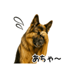 シェパード★毎日使えるパパっと返信♪（個別スタンプ：16）