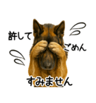 シェパード★毎日使えるパパっと返信♪（個別スタンプ：17）