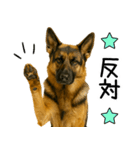 シェパード★毎日使えるパパっと返信♪（個別スタンプ：19）