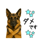 シェパード★毎日使えるパパっと返信♪（個別スタンプ：20）