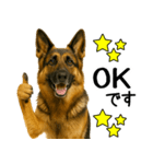 シェパード★毎日使えるパパっと返信♪（個別スタンプ：21）