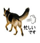 シェパード★毎日使えるパパっと返信♪（個別スタンプ：22）