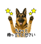 シェパード★毎日使えるパパっと返信♪（個別スタンプ：24）