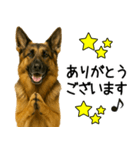 シェパード★毎日使えるパパっと返信♪（個別スタンプ：26）