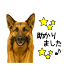 シェパード★毎日使えるパパっと返信♪（個別スタンプ：27）