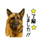 シェパード★毎日使えるパパっと返信♪（個別スタンプ：29）