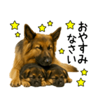 シェパード★毎日使えるパパっと返信♪（個別スタンプ：31）