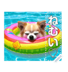 【犬】眠そうチワワ♡プール浮き輪（個別スタンプ：12）