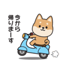 家族連絡用〇しばいぬのスタンプ（個別スタンプ：3）
