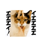 【すんごい使える】パリピ猫（個別スタンプ：1）