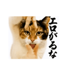 【すんごい使える】パリピ猫（個別スタンプ：2）