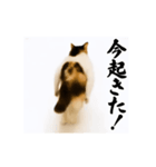 【すんごい使える】パリピ猫（個別スタンプ：3）