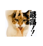 【すんごい使える】パリピ猫（個別スタンプ：4）