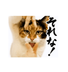 【すんごい使える】パリピ猫（個別スタンプ：6）