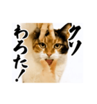 【すんごい使える】パリピ猫（個別スタンプ：7）