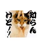 【すんごい使える】パリピ猫（個別スタンプ：8）