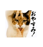 【すんごい使える】パリピ猫（個別スタンプ：9）