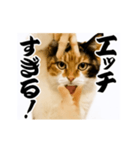 【すんごい使える】パリピ猫（個別スタンプ：11）
