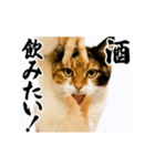 【すんごい使える】パリピ猫（個別スタンプ：12）