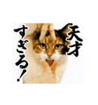 【すんごい使える】パリピ猫（個別スタンプ：13）