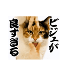 【すんごい使える】パリピ猫（個別スタンプ：14）