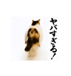 【すんごい使える】パリピ猫（個別スタンプ：15）