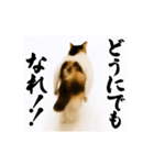 【すんごい使える】パリピ猫（個別スタンプ：16）