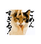 【すんごい使える】パリピ猫（個別スタンプ：17）