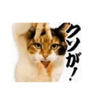 【すんごい使える】パリピ猫（個別スタンプ：18）
