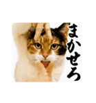 【すんごい使える】パリピ猫（個別スタンプ：19）