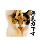 【すんごい使える】パリピ猫（個別スタンプ：20）