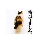 【すんごい使える】パリピ猫（個別スタンプ：22）