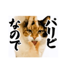 【すんごい使える】パリピ猫（個別スタンプ：23）