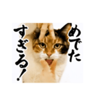 【すんごい使える】パリピ猫（個別スタンプ：24）