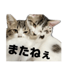 こむぎとつぶのスタンプ（個別スタンプ：4）