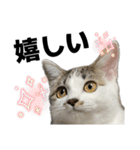 こむぎとつぶのスタンプ（個別スタンプ：5）