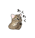 西表島で会いましょう（個別スタンプ：20）