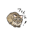 西表島で会いましょう（個別スタンプ：39）