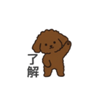 落書き風トイプー ブラウン（日常会話）（個別スタンプ：1）