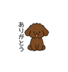 落書き風トイプー ブラウン（日常会話）（個別スタンプ：3）