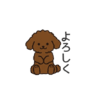 落書き風トイプー ブラウン（日常会話）（個別スタンプ：5）
