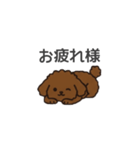 落書き風トイプー ブラウン（日常会話）（個別スタンプ：6）