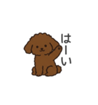 落書き風トイプー ブラウン（日常会話）（個別スタンプ：8）
