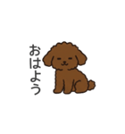 落書き風トイプー ブラウン（日常会話）（個別スタンプ：9）