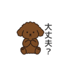 落書き風トイプー ブラウン（日常会話）（個別スタンプ：12）
