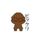落書き風トイプー ブラウン（日常会話）（個別スタンプ：24）