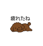 落書き風トイプー ブラウン（日常会話）（個別スタンプ：33）